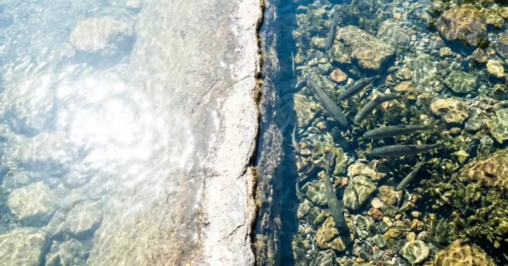 Split view of a lake surface showing bright blinding glare on one side and clear underwater visibility through a polarized lens on the other.